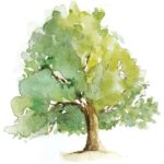 Oak Tree WaterColor Painting - Stare Academy